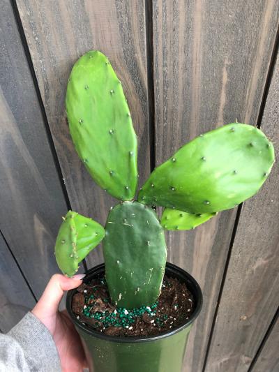 Hanna's Garden Shop - Cactus Prickly Pear 6"