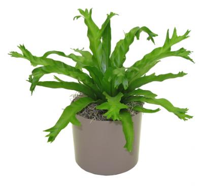 Hanna's Garden Shop - Fern Bird's Nest Crissie 6"