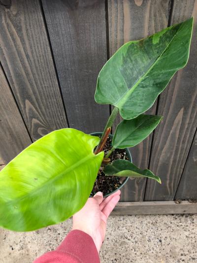 Hanna's Garden Shop - Philodendron Imperial Green 6"