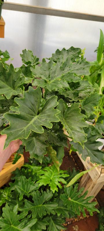 seeds for fall planting Heirloom Fall Garden Seeds Kit/ 15 variety Seeds Kit/ BEst gardening G –  The Amazing Seeds main image 1