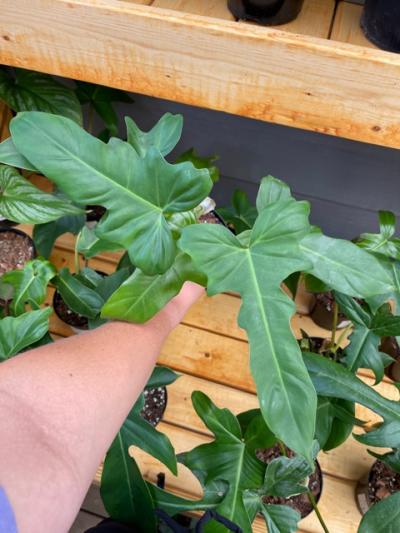 philodendron giganteum care 4