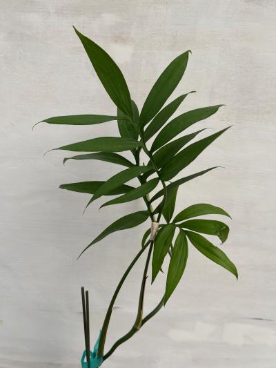 fun bun philodendron Philodendron Goeldii