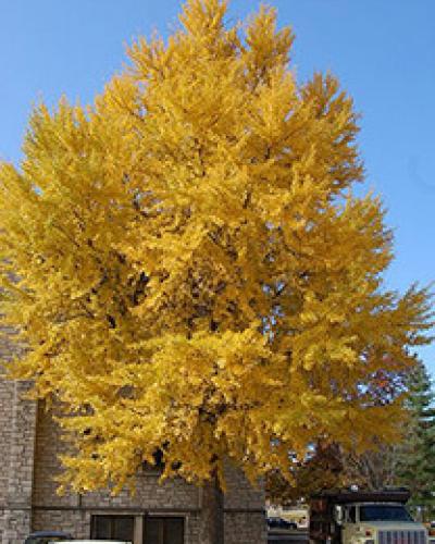 Ginkgo Autumn Gold 15G - $299.99