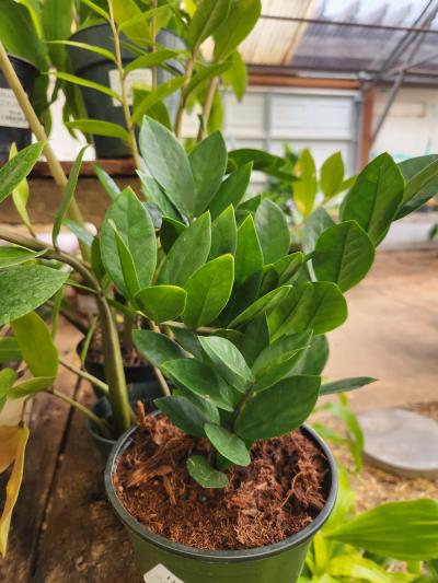 organic indoor plant fertilizer NutriDense Organic Indoor Plant Food, 5.0oz