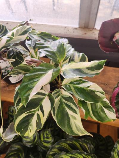 Hanna's Garden Shop - Calathea White Fusion 8"