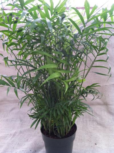 Hanna's Garden Shop - Palm Neanthe Bella 6"