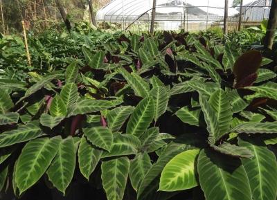 Calathea Jungle Velvet 10 - Hanna's Garden Shop