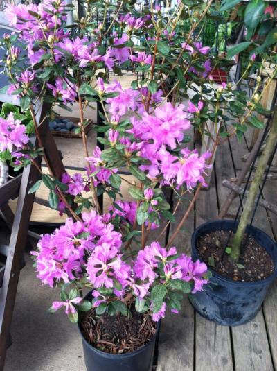 Hanna's Garden Shop - Rhododendron Abbey's Review 3G