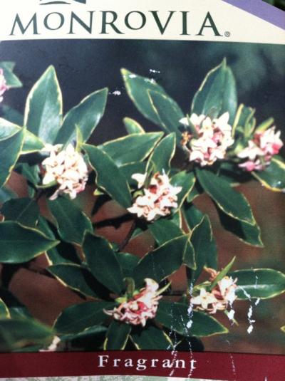 Daphne Variegated Winter Pink 3G