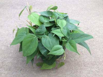 Hanna's Garden Shop - Philodendron Green 4"