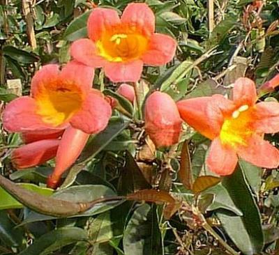 Crossvine Tangerine Beauty 3G - $34.99