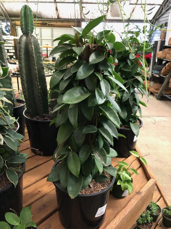 Hanna's Garden Shop - Hoya Jade Carnosa 8