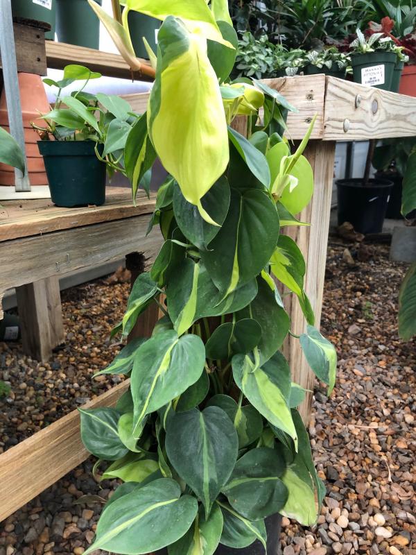 Hanna's Garden Shop - Philodendron Brasilian 8" Totem