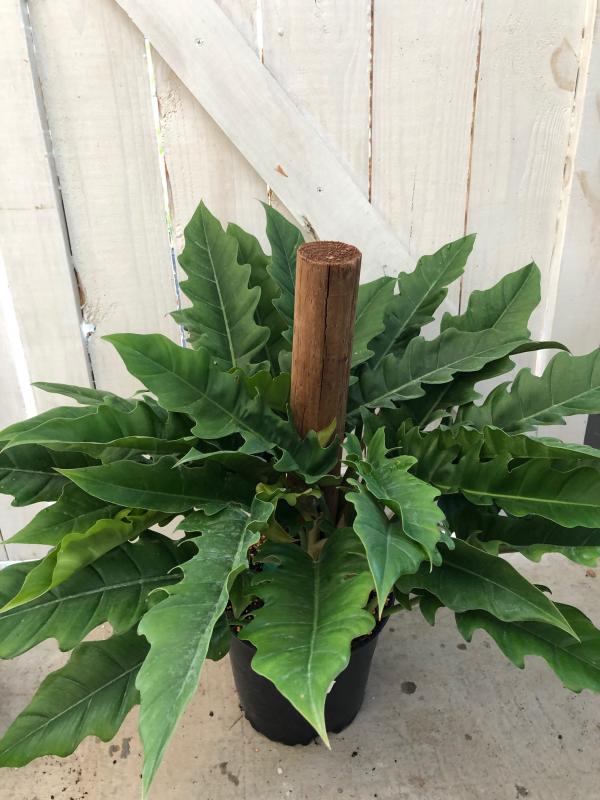 Hanna's Garden Shop - Philodendron Jungle Boogie 8" Totem