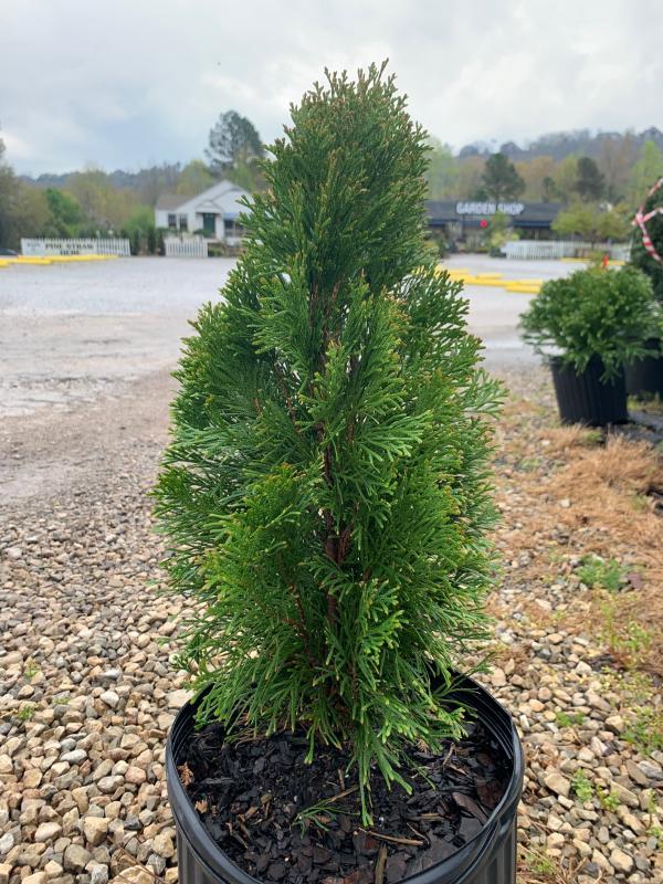 Hanna's Garden Shop - Arborvitae Emerald 3G