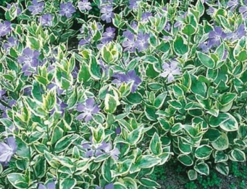 vinca major variegata