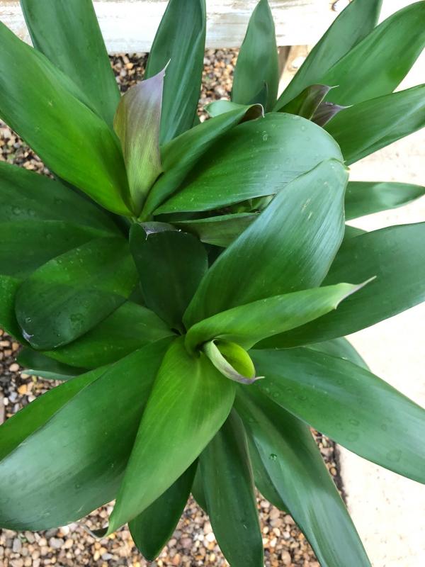 Hanna's Garden Shop - Dracaena Cordyline Glauca 10"