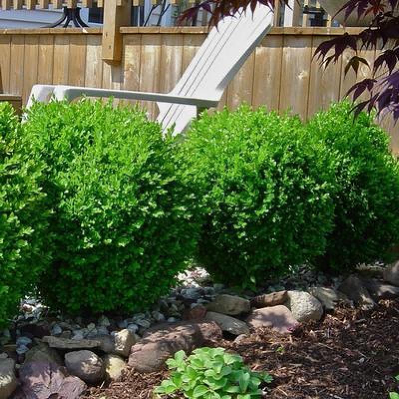 Winter deals gem boxwood