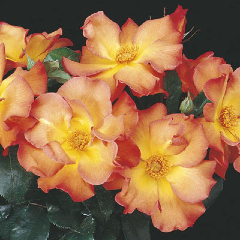 Hanna's Gardenshop Rose Playboy