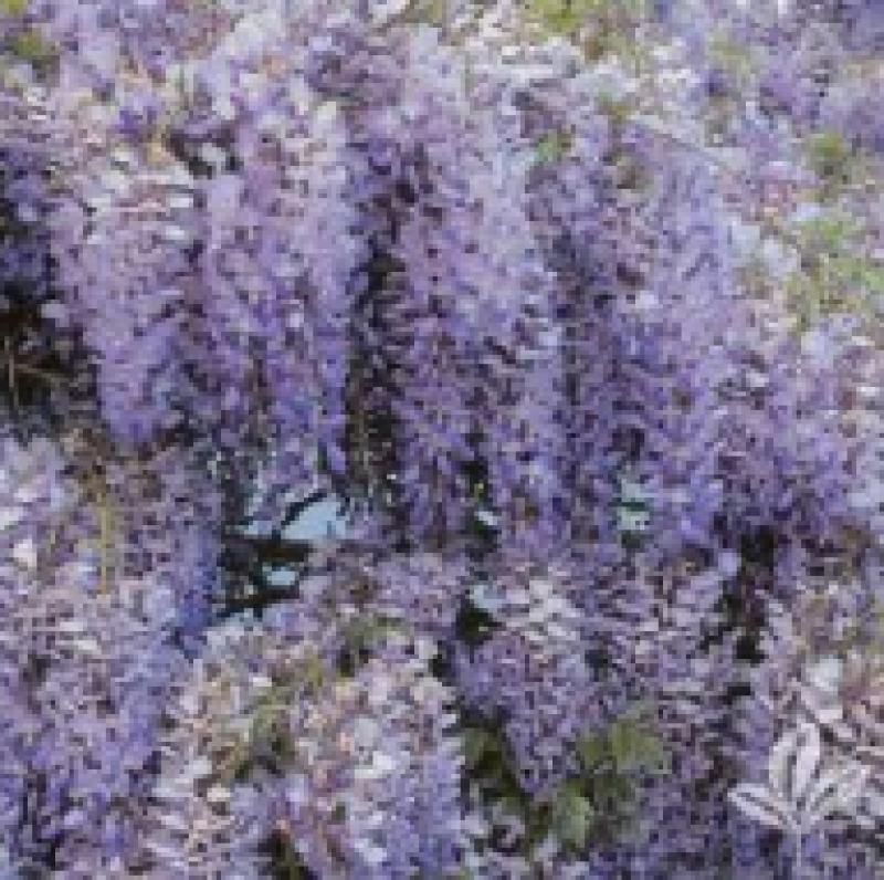 Shop wisteria hotsell