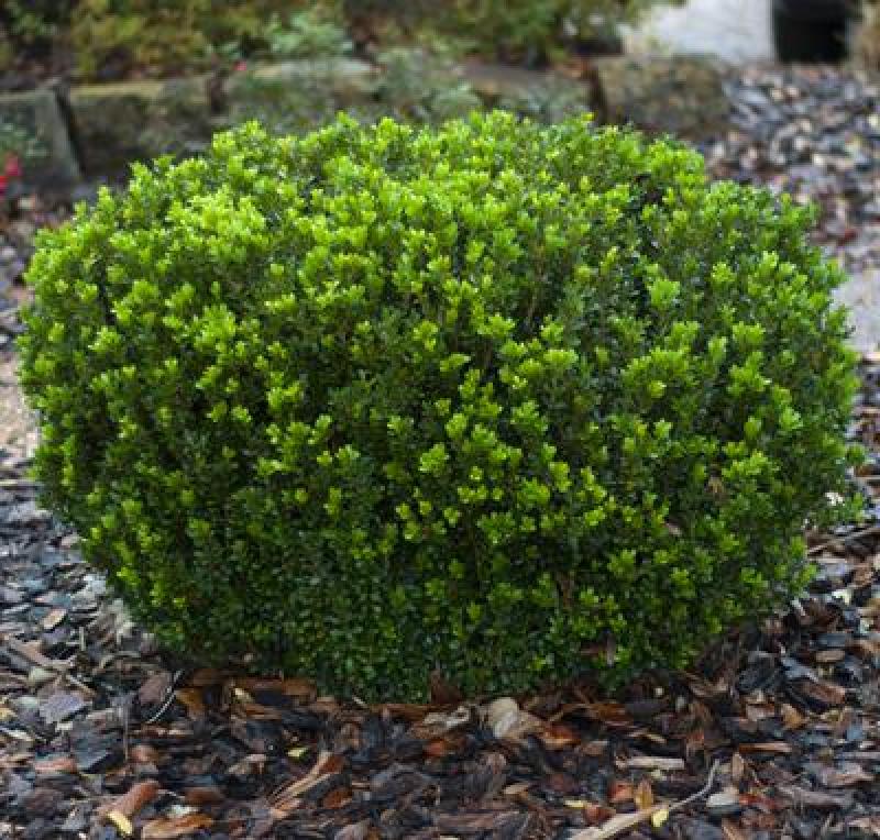 Hanna's Garden Shop - Buxus Baby Jade 3G