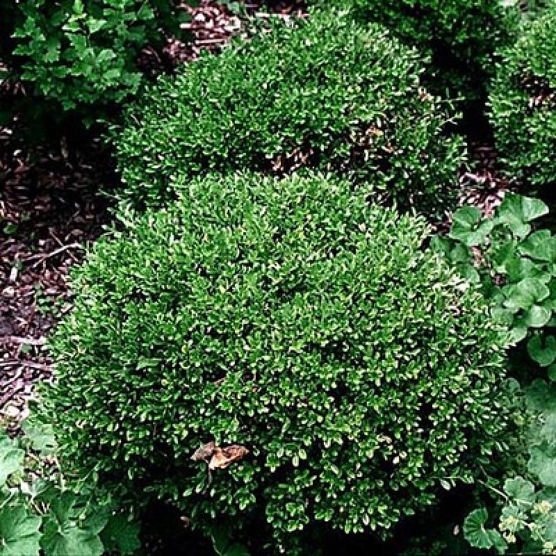 Hanna's Garden Shop - Buxus Baby Jade 3G