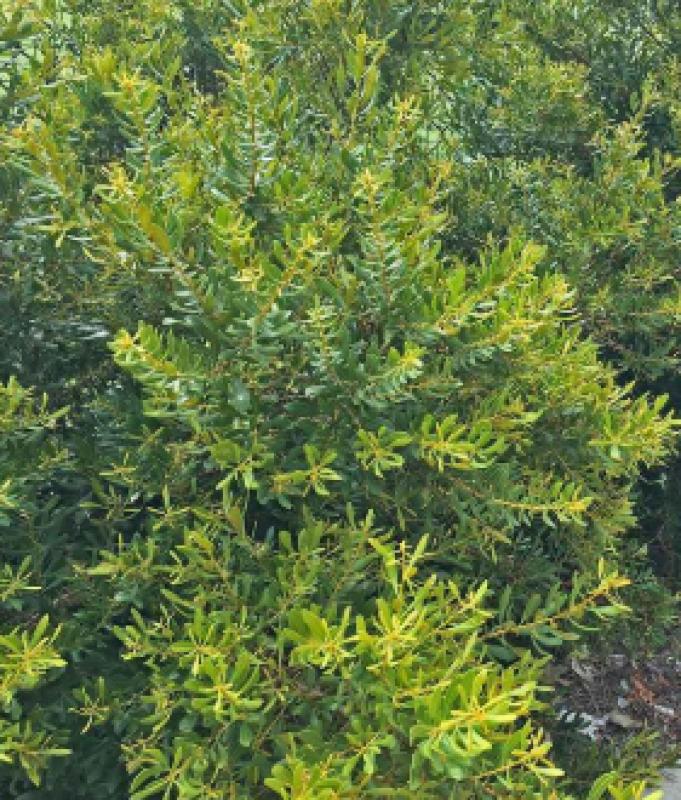 Hanna's Garden Shop - Wax Myrtle Don‘s Dwarf 3G