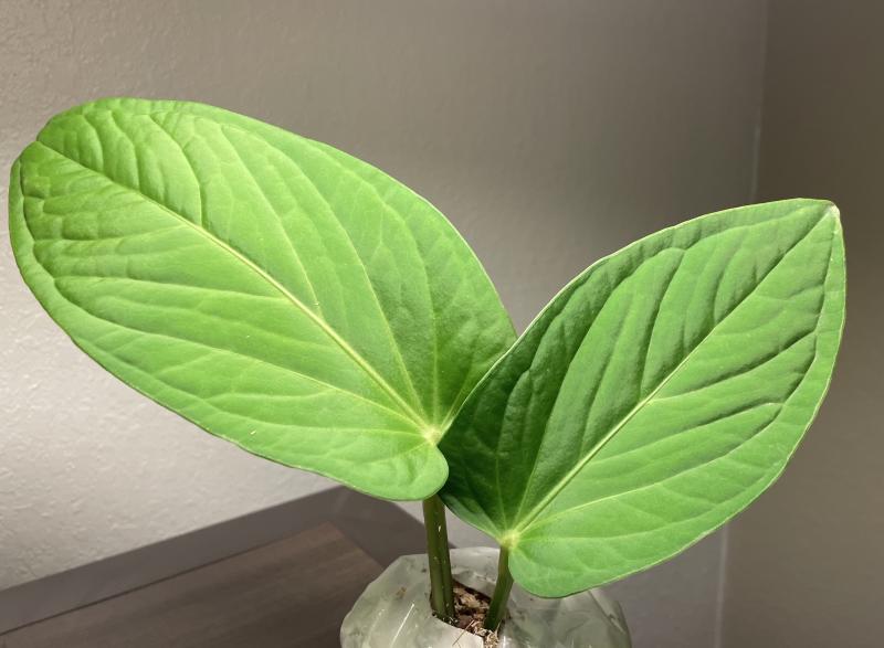 Anthurium pulcachense アンスリウム　プルカチェンセ　52 Anthurium pulcachense アンスリウム プルカチェンセ 52