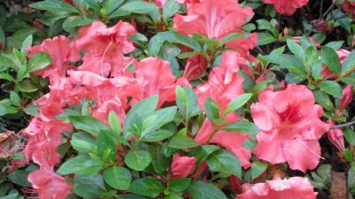 Hanna&rsquo;s Garden Shop - Azalea Hilda Niblett 3G