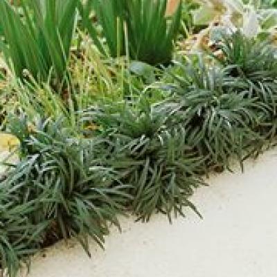 OPHIOPOGON NANA 3 1/4" EACH