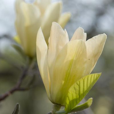 MAGNOLIA ELIZABETH 30G