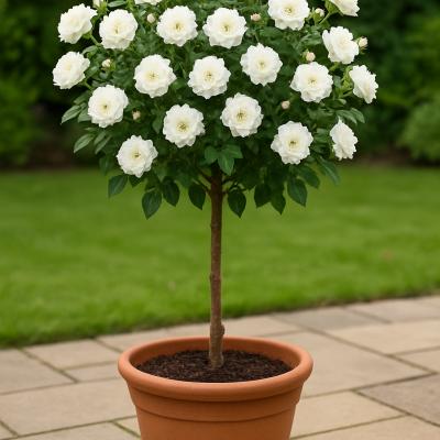 ROSE DRIFT WHITE TREE FORM 3G