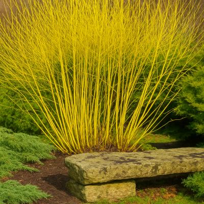 DOGWOOD BUD'S YELLOW 5G