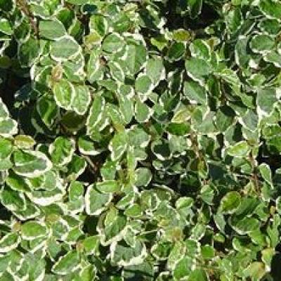 TOE TICKLERS FICUS PUMILA VARIEGATA 4.5"