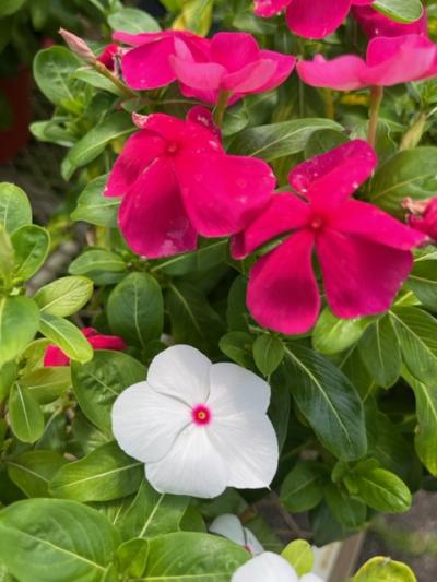 An image of VINCA 3.5"