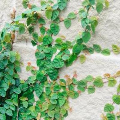 FICUS PUMILA 4" EACH