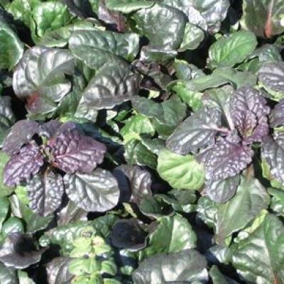AJUGA CATLIN'S GIANT 4"
