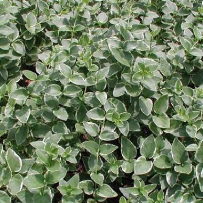 VINCA VINE MAJOR VARIEGATED 3.5"