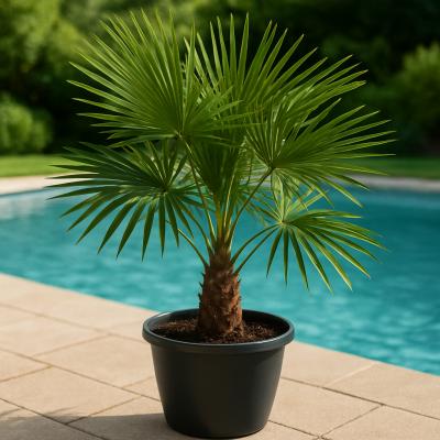 PALM WINDMILL 5G