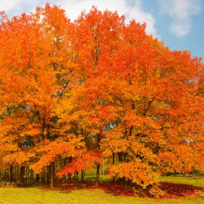 ELM PRINCETON 5G