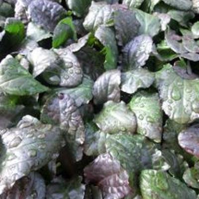 AJUGA BRONZE FLAT/32