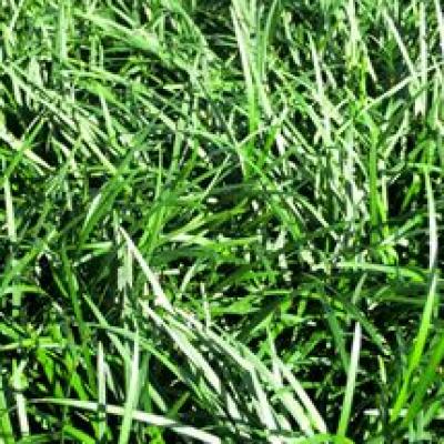 OPHIOPOGON REGULAR 2 1/4" EACH