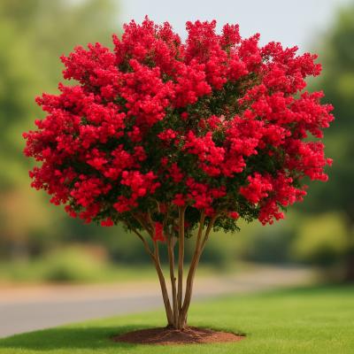 CRAPE MYRTLE DYNAMITE 25G