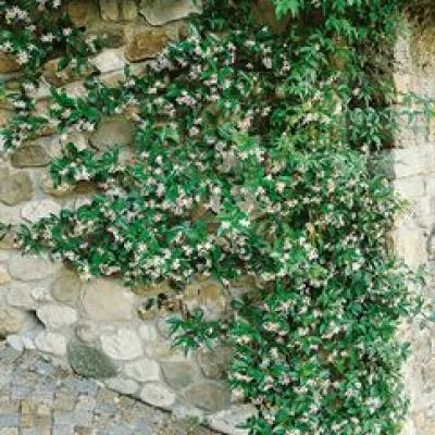 JASMINE ASIATIC 2 1/4" EACH