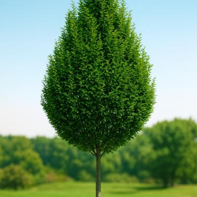 HORNBEAM EUROPEAN HEDGE 15G